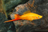 Меченосец Золотая комета (Xiphophorus helleri Golden)