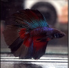 Петушок Халф Мун двухвостый красный дьявол самец( betta male red devil double tail)
