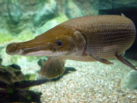 Щука Алигаторная Миссисипский панцирник (лат. Atractosteus spatula) 67 см