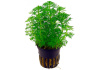 Лимнофила сидячецветковая (Limnophila sessiliflora)