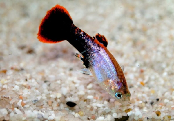 Гуппи смокинг розовый (Guppy Tuxedo Pink)