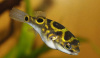 Тетрадон восьмёрка -(Tetraodon biocellatus)
