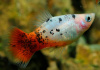 Пецилия красно белая ситцевая (Xiphophorus maculatus white & red calico Platy)