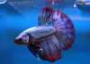 Петушок Супер Дельта неоновый дракон самец (Betta male Super Delta neon)