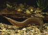 Макрогнатус глазчатый  (Macrognathus Aculeatus)  7-8 см