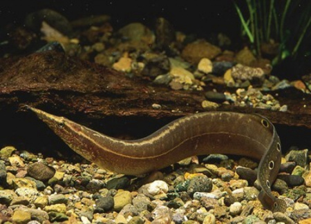 Макрогнатус глазчатый  (Macrognathus Aculeatus)  7-8 см