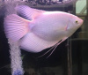 Гурами Гигантский белый  (лат. Osphromenus goramy)