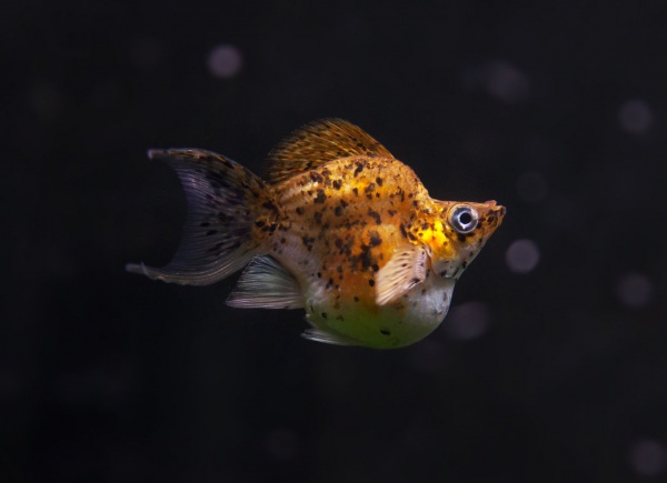 Моллинезия золотой мрамор баллон (Poecilia sphenops Gold Marble Molly balloon)