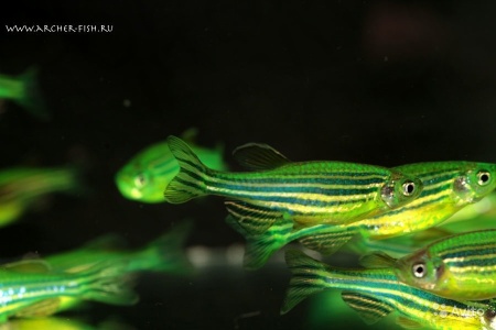 Данио рерио Глофиш зеленый (Danio rerio glofish)