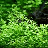 Бакопа Монье (Bacopa monnieri)