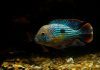 Акара бирюзовая (aequidens rivulatus)
