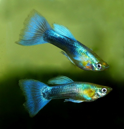 Гуппи синий неон (Poecilia reticulata neon blue)