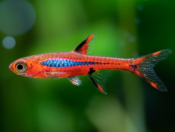 Микрорасбора Бригитты (Boraras brigittae)