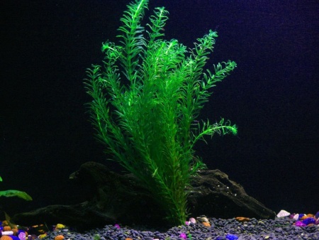Элодея зубчатая (Elodea densa)