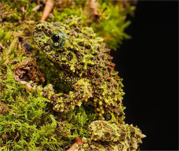 Телодерма лишаистая (Theloderma corticale) лягушка 