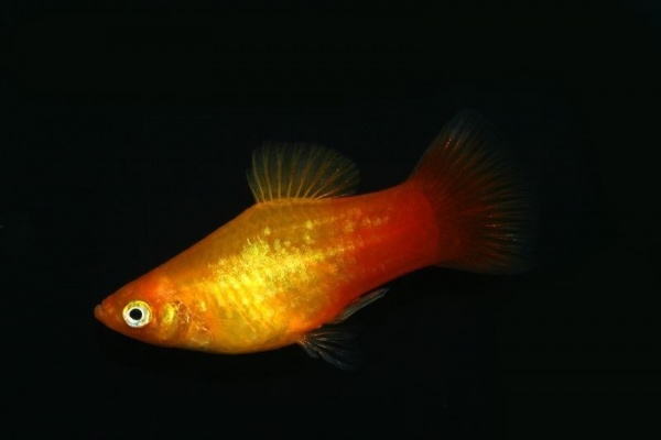 Пецилия солнечная закат (Xiphophorus maculatus sunset Platy) сансэт