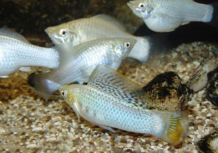Моллинезия снежинка парусная (Poecilia velifera Silver lyretail Molly)