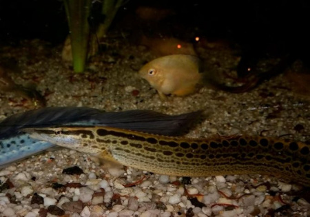 Мастацембелус Пантерикус (Mastacembelus pantherinus ) 7-8 см