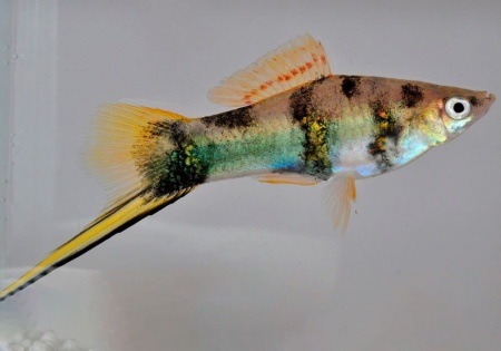 Меченосец Геллера тигровый (Xiphophorus helleri Tiger)