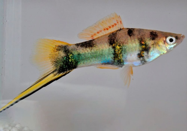 Меченосец Геллера тигровый (Xiphophorus helleri Tiger)