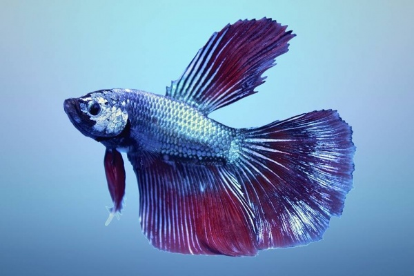 Петушок Супер Дельта неоновый дракон самец (Betta male Super Delta neon)