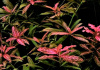 Гигрофила многосеменная ярко-розовый (Hygrophila polysperma Rosanervig)