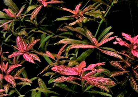 Гигрофила многосеменная ярко-розовый (Hygrophila polysperma Rosanervig)