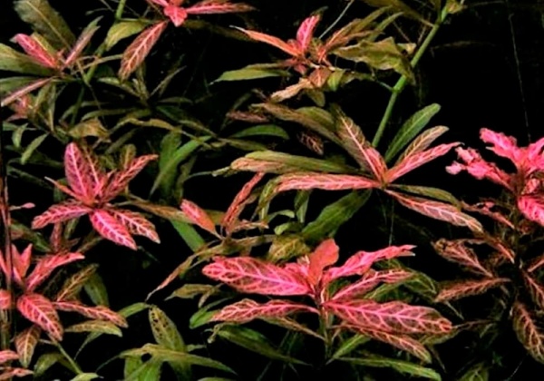 Гигрофила многосеменная ярко-розовый (Hygrophila polysperma Rosanervig)