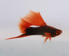 Меченосец Геллера черный Красноплавничный (Xiphophorus helleri Black)