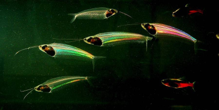  Стеклянный сом (Kryptopterus vitreolus)