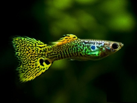 Гуппи кобра зеленая (Guppy Cobra green)