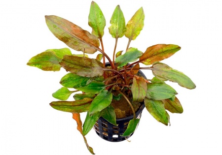 Криптокорина Вендта коричневая (Cryptocoryne-wendtii var. Brown)