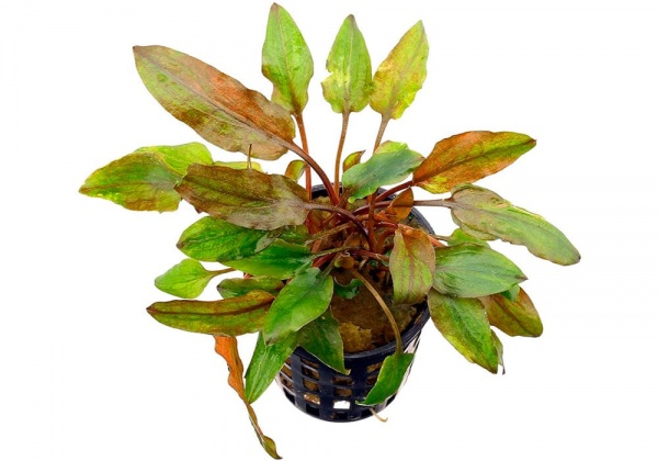 Криптокорина Вендта коричневая (Cryptocoryne-wendtii var. Brown)