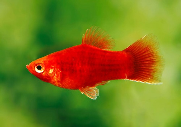 Пецилия красная (Xiphophorus maculatus red Platy)