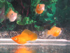 Моллинезия оранжевый баллон (Poecilia sphenops orange Molly balloon)