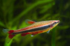 Нанностомус Бекфорда (Nannostomus beckfordi)