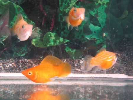 Моллинезия оранжевый баллон (Poecilia sphenops orange Molly balloon)
