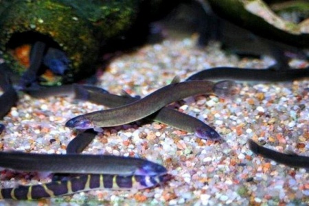 Акантофтальмус Блэк Яванский (Acanthophthalmus Pangio oblonga ) P.javanicus)