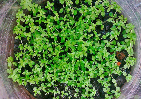 Хемиантус микрантемоидес (Hemianthus Micranthemoides)