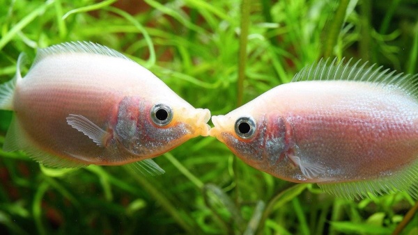 Гурами целующийся (Helostoma temminkii) 5 см