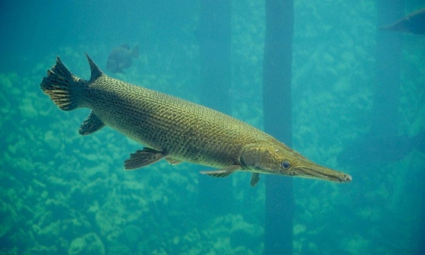 Щука Алигаторная Миссисипский панцирник (лат. Atractosteus spatula) 67 см
