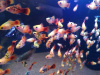 Пецилия красно белая ситцевая (Xiphophorus maculatus white & red calico Platy)