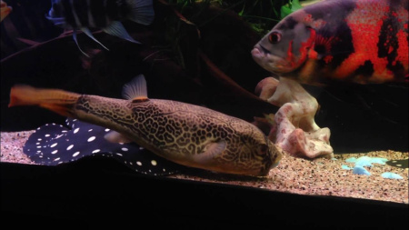 Тетрадон Мбу (Tetraodon mbu) Гигантский 25 см
