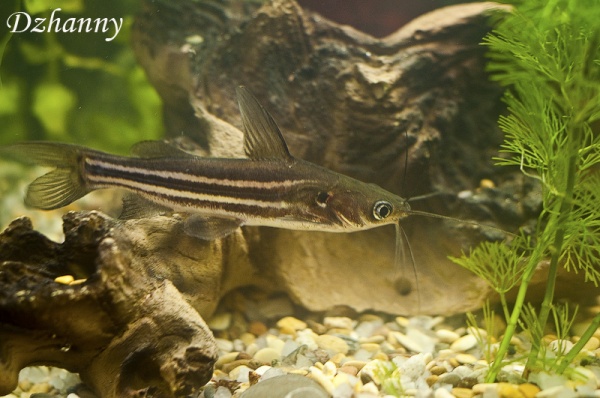 Мистус полосатый сом (Mystus vittatus)