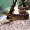 Мастацембел Арматус (Mastacembelus Armatus)  7-8 см