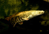 Полиптерус Эндлихера (Polypterus endlicheri) 5-7 см