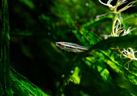 Нанностомус Маргинатус карликовый (Nannostomus marginatus)