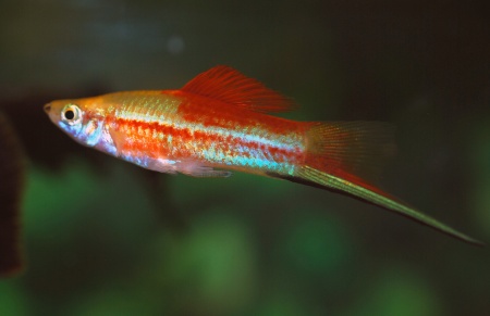 Меченосец Геллера неоновый (Xiphophorus helleri Neon)