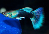 Гуппи синий бриллиант (Guppy Blue Diamond)