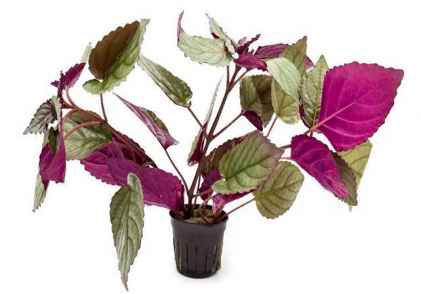 Хемиграфис цветной экзотика (Hemigraphis colorata)